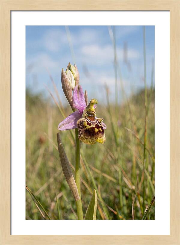 Bee Orchid Mimicking Bee