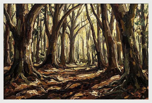 Beech Forest Cathedral