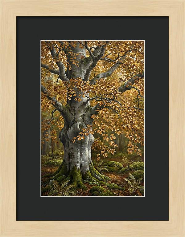 Beech Tree In Autumn Splendor