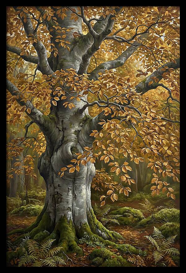 Beech Tree In Autumn Splendor