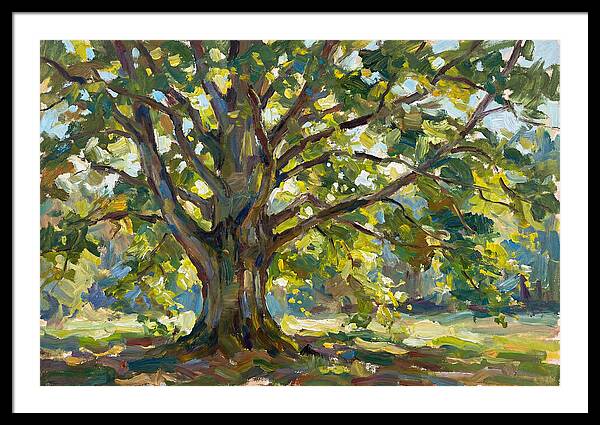Beech Tree Serenity