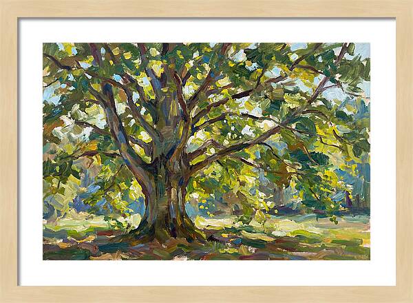 Beech Tree Serenity