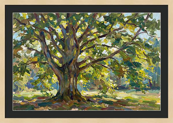 Beech Tree Serenity