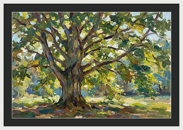 Beech Tree Serenity