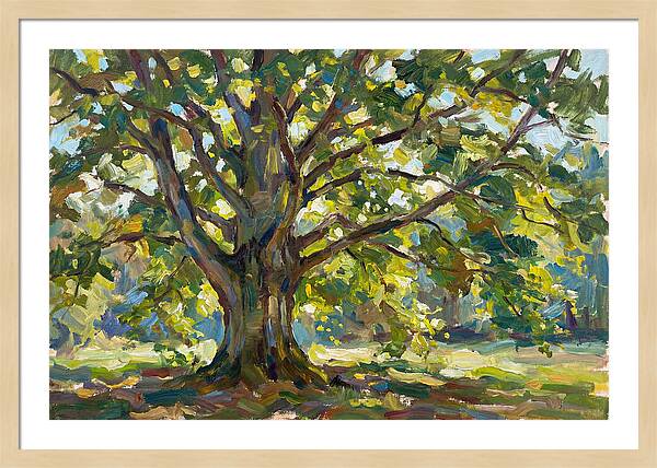 Beech Tree Serenity