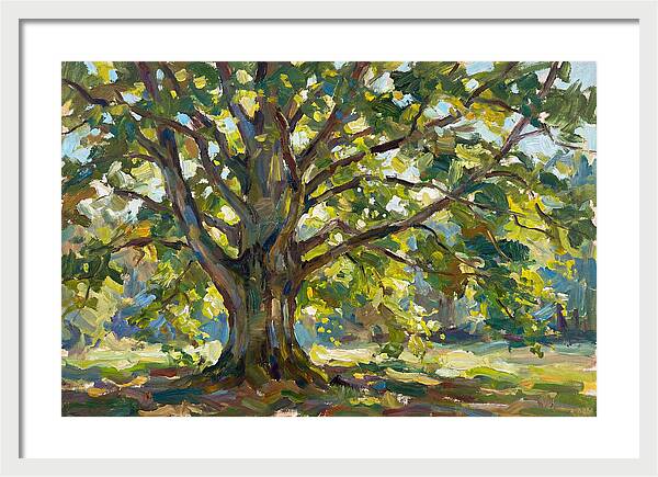 Beech Tree Serenity