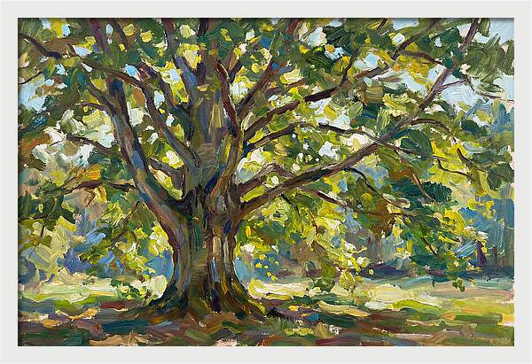 Beech Tree Serenity