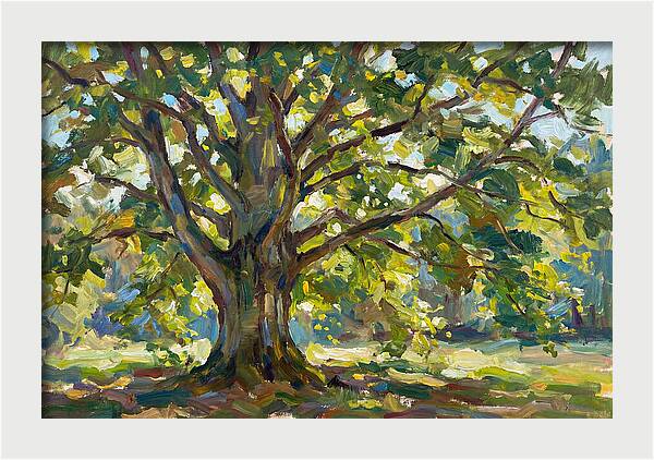 Beech Tree Serenity