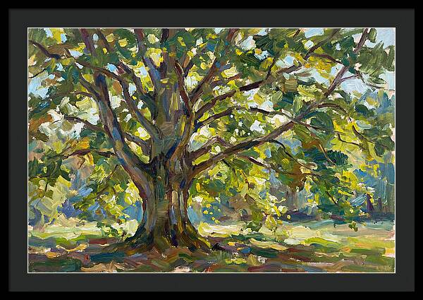 Beech Tree Serenity