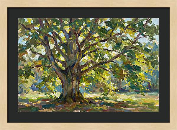 Beech Tree Serenity