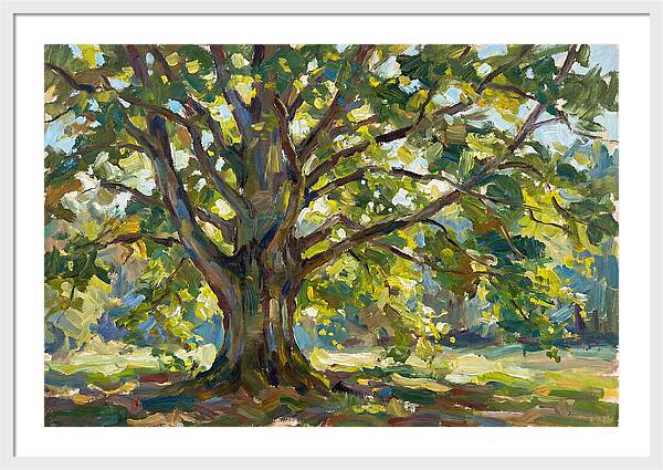 Beech Tree Serenity