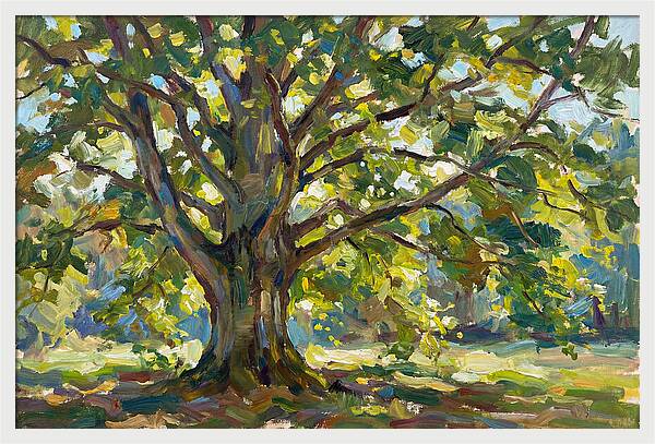 Beech Tree Serenity