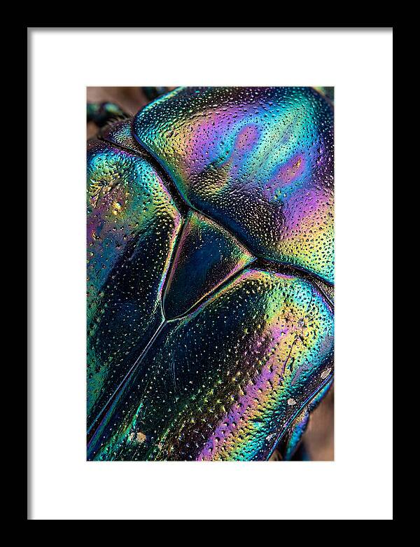 Beetle Shell Iridescence