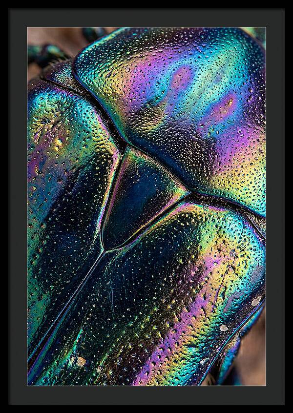 Beetle Shell Iridescence