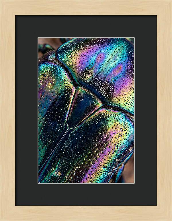 Beetle Shell Iridescence