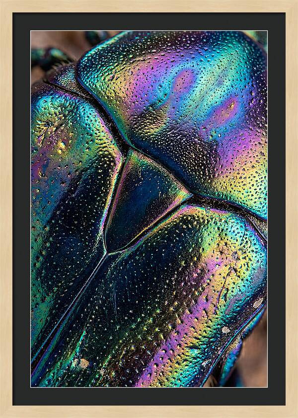 Beetle Shell Iridescence