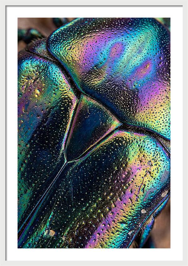 Beetle Shell Iridescence