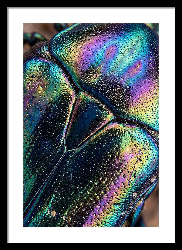 Beetle Shell Iridescence