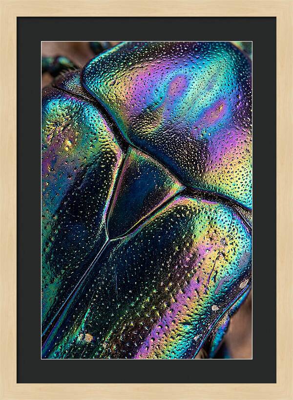 Beetle Shell Iridescence