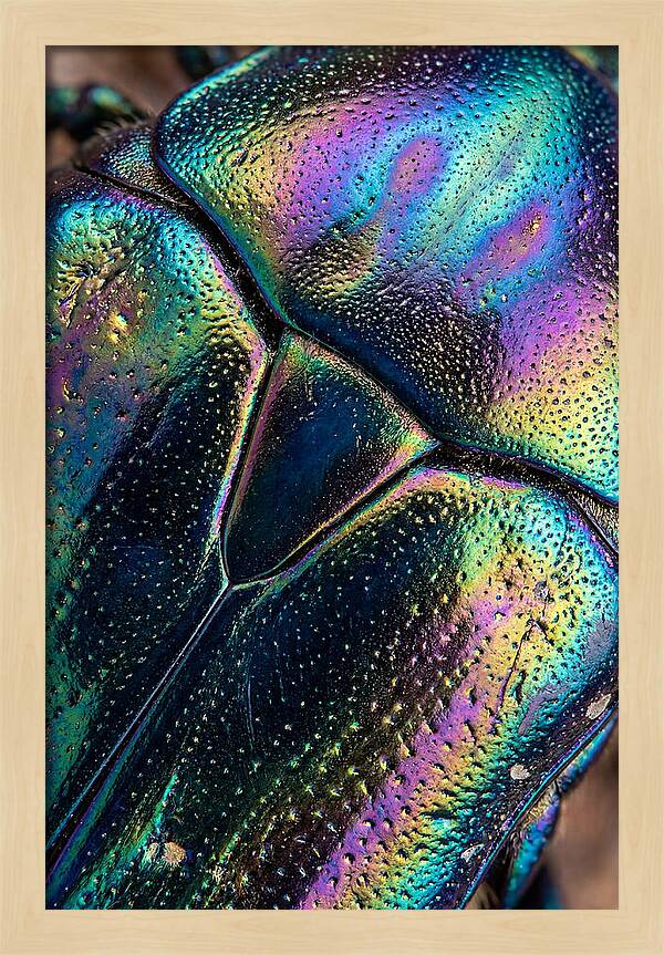 Beetle Shell Iridescence