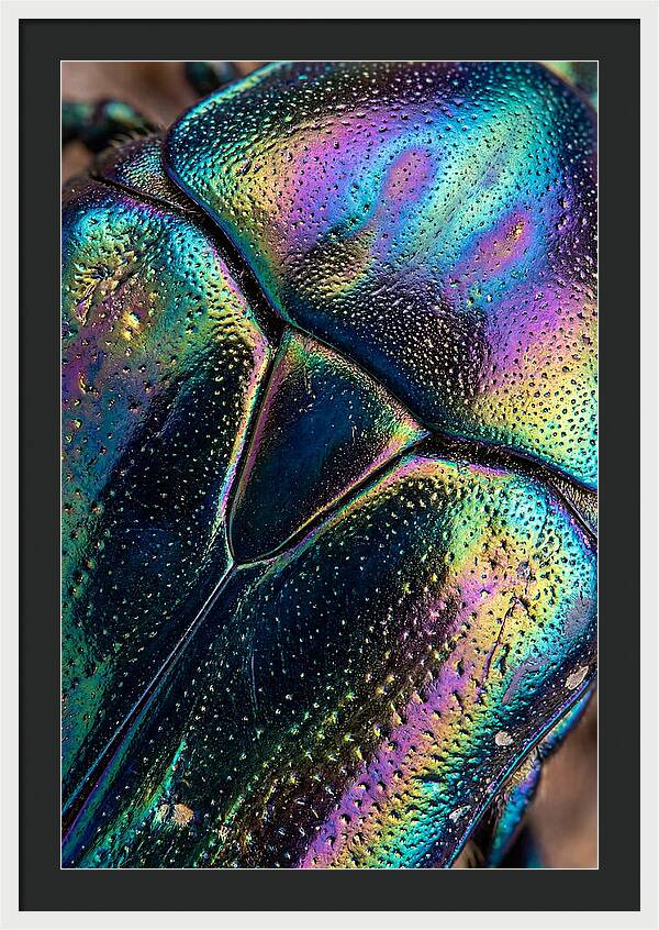 Beetle Shell Iridescence