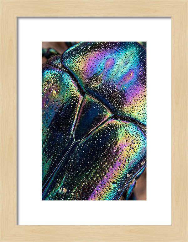 Beetle Shell Iridescence