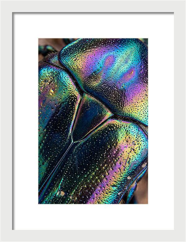 Beetle Shell Iridescence