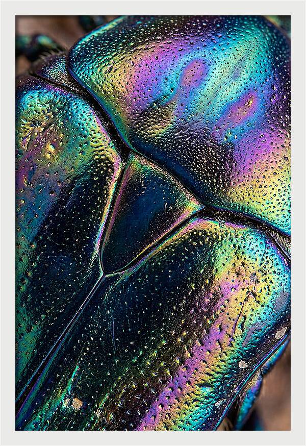 Beetle Shell Iridescence
