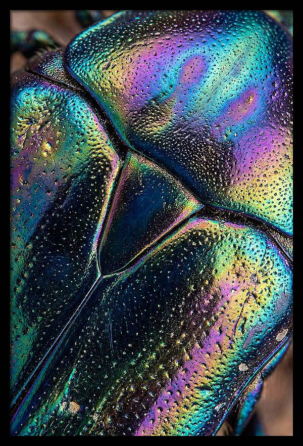 Beetle Shell Iridescence