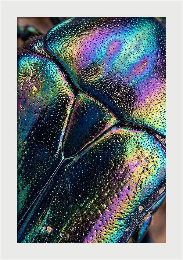 Beetle Shell Iridescence