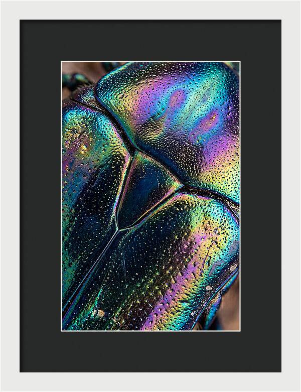 Beetle Shell Iridescence