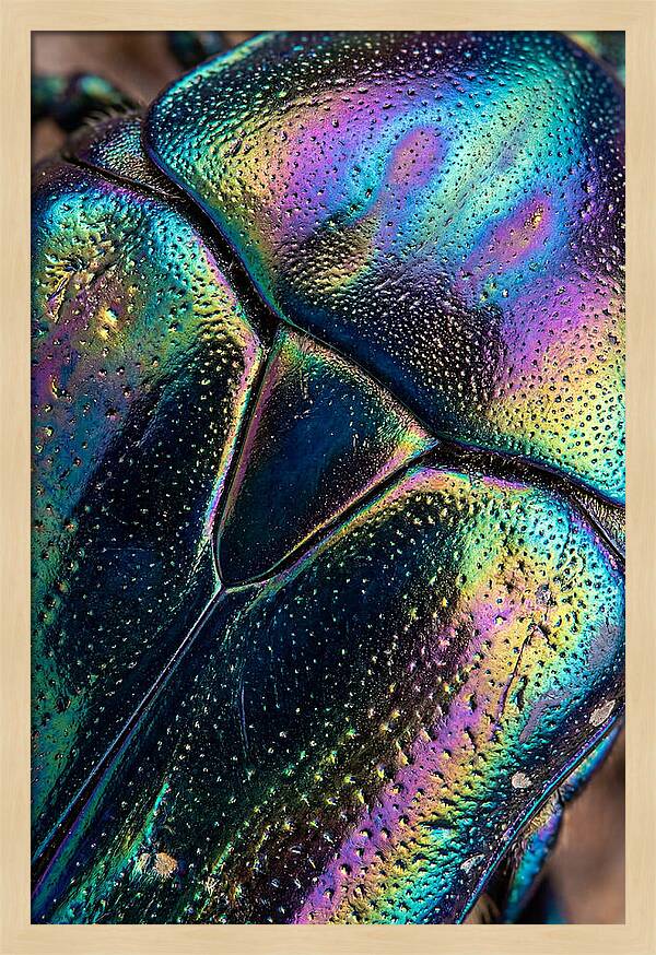 Beetle Shell Iridescence