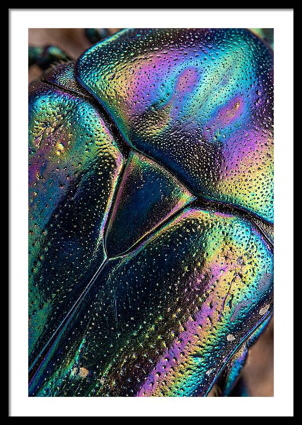 Beetle Shell Iridescence