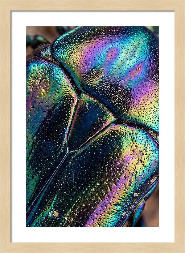 Beetle Shell Iridescence