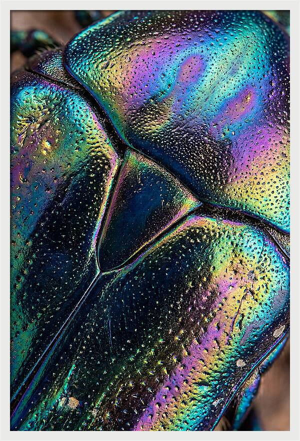 Beetle Shell Iridescence