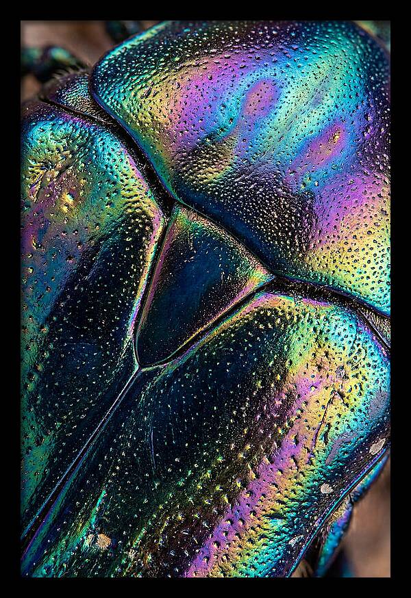 Beetle Shell Iridescence