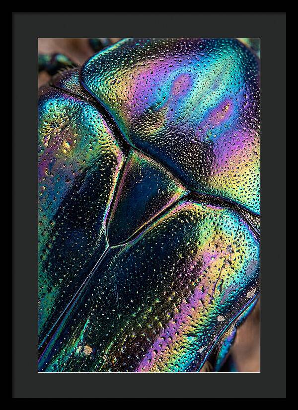 Beetle Shell Iridescence