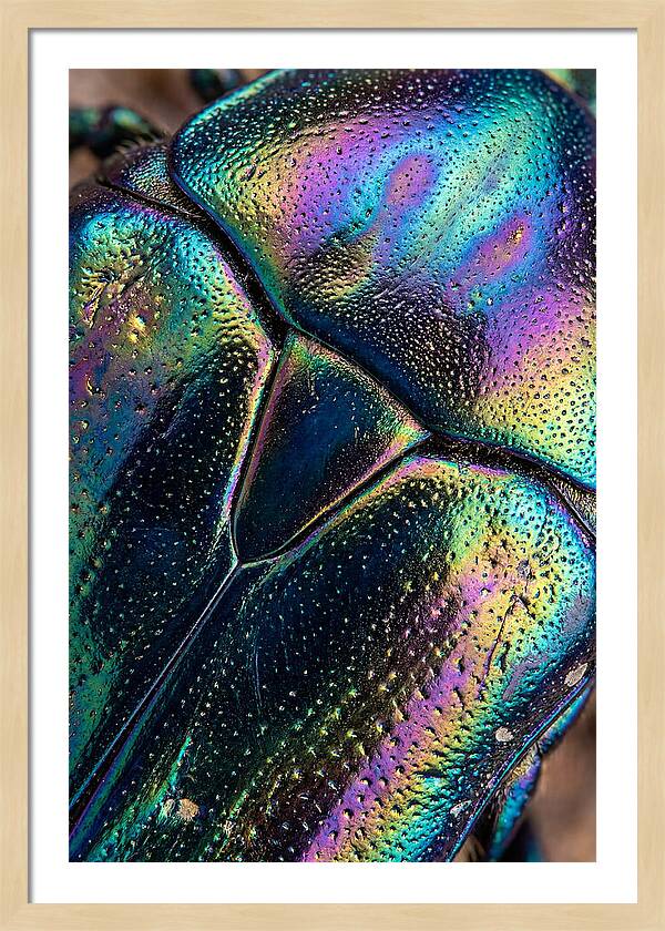 Beetle Shell Iridescence