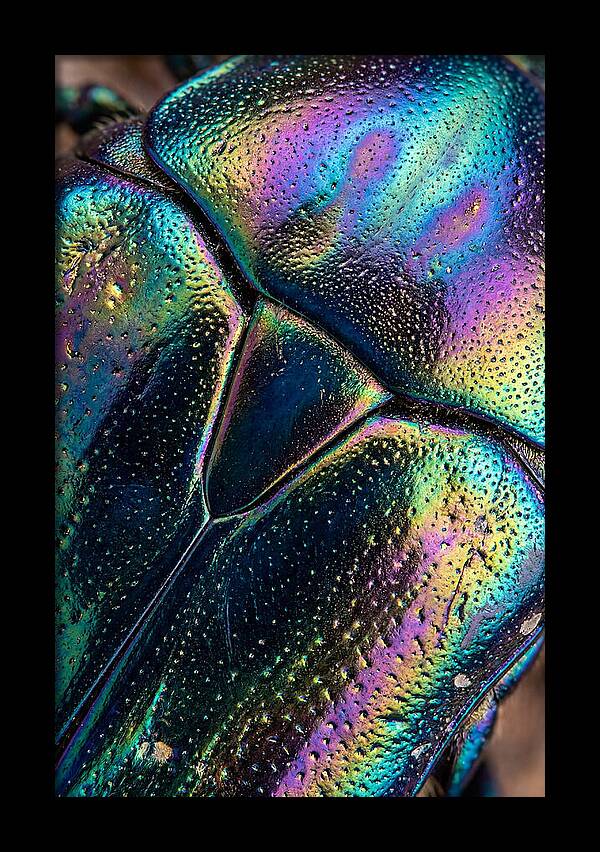 Beetle Shell Iridescence
