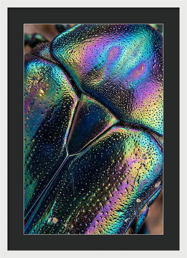 Beetle Shell Iridescence
