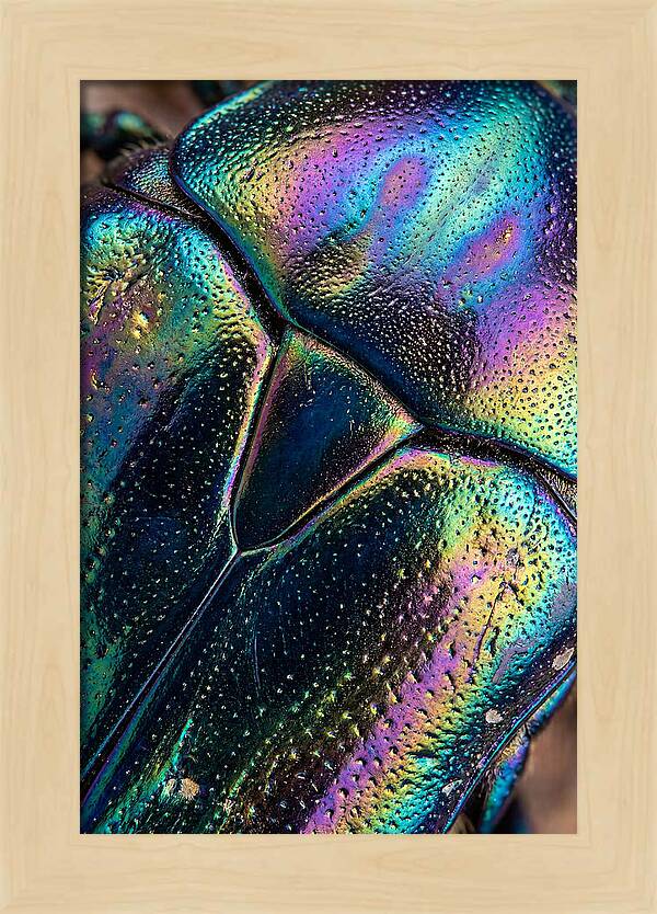 Beetle Shell Iridescence
