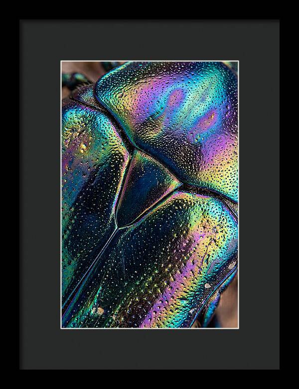 Beetle Shell Iridescence