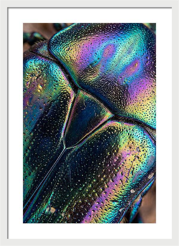 Beetle Shell Iridescence