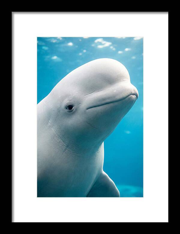 Beluga Whale Closeup