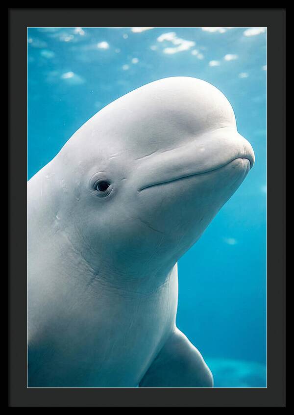Beluga Whale Closeup