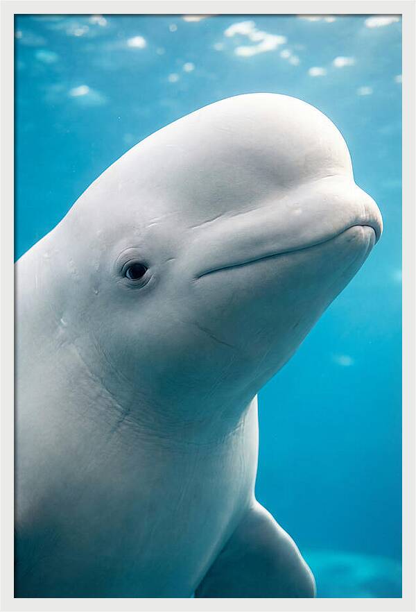 Beluga Whale Closeup