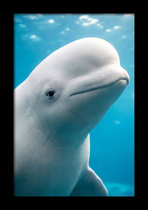 Beluga Whale Closeup
