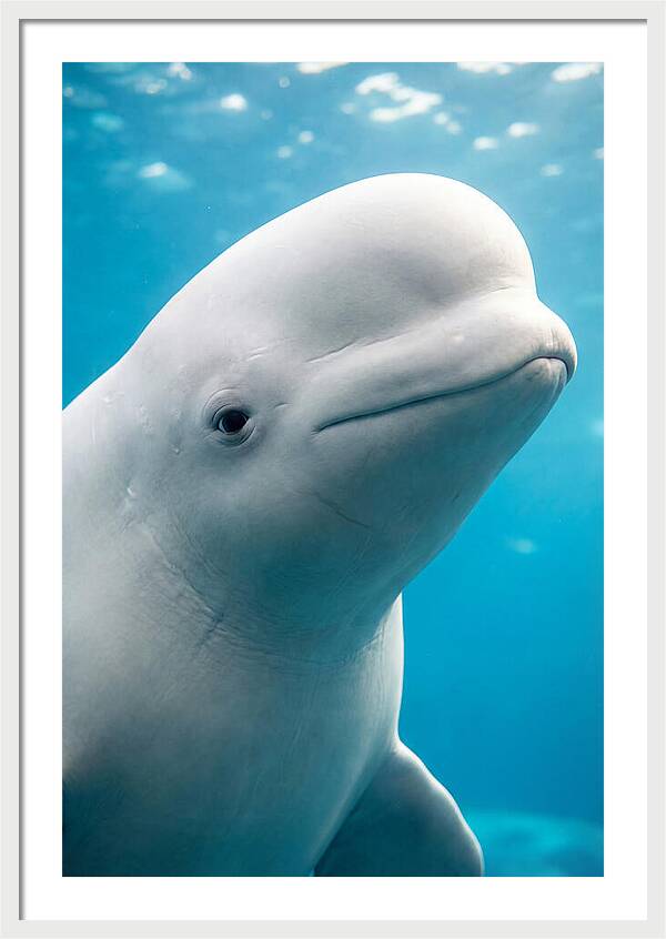Beluga Whale Closeup