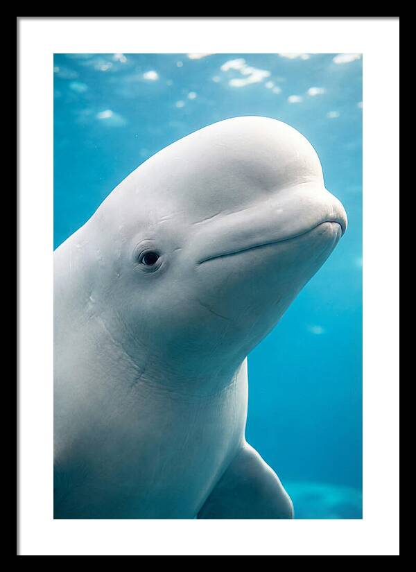 Beluga Whale Closeup