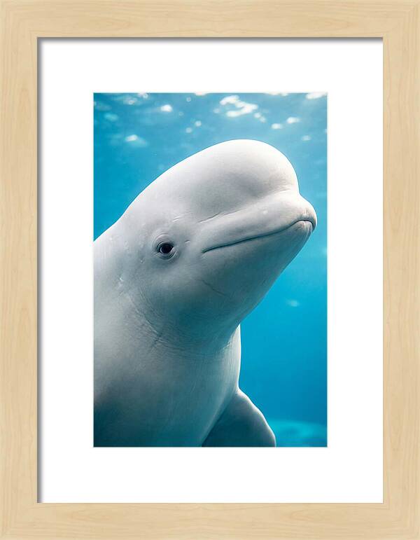 Beluga Whale Closeup